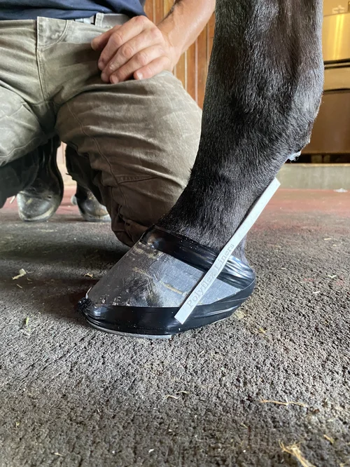 Horse hoof with a custom therapeutic support
