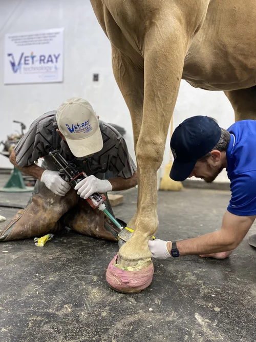 Two specialists treating a horse hoof