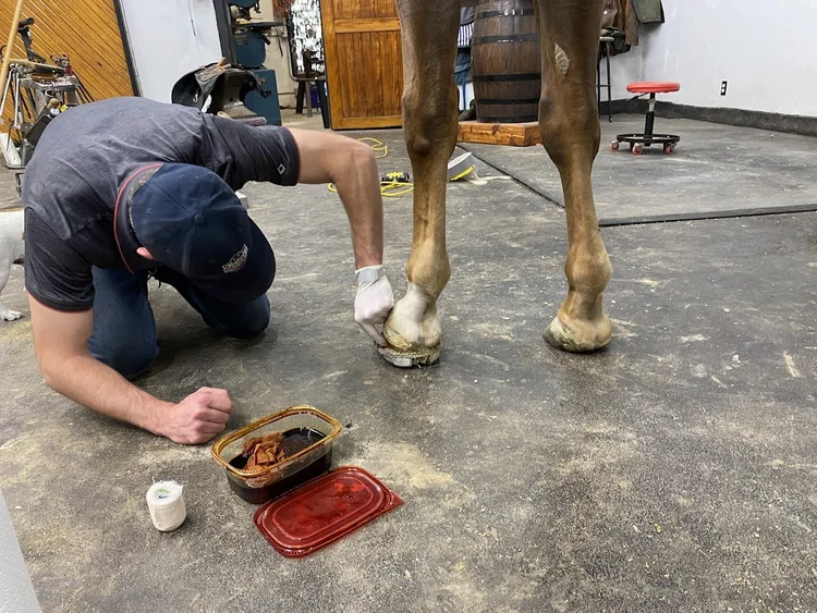 Aplicación práctica de un tratamiento sobre el casco de un caballo