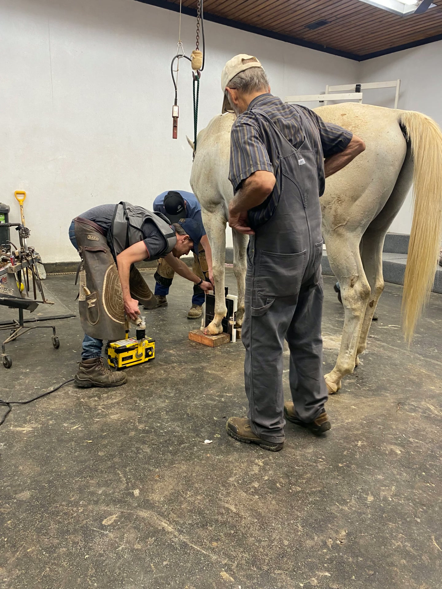 Especialistas trabajando sobre el casco de un caballo en un entorno clínico